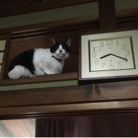 鶴は千年亀は万年筆 会員画像