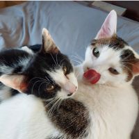 りきてつくうさん