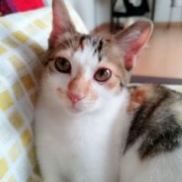 nekohanachan 会員画像