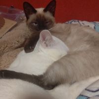 こはさぎ 会員画像