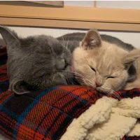 すぴこ 会員画像