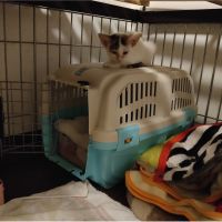 のこのこ26 会員画像