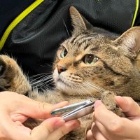 あじとろさん