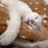 ななたんむぎたんさん