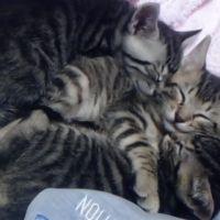 あずきにゃん 会員画像