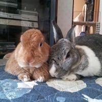 うさぎ母 会員画像