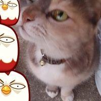 あーいぬ 会員画像