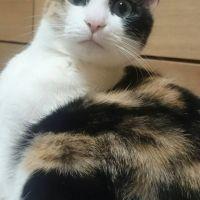 tanacat 会員画像