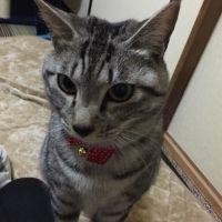 れんちゅん 会員画像