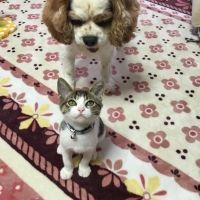 ランディママ 会員画像
