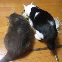 NPO法人あすねこ 会員画像