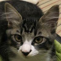 猫びより 会員画像