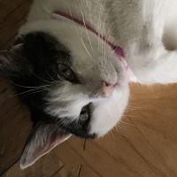 猫みつちゃん 会員画像