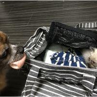 おかげ猫 会員画像