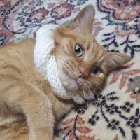 なつにゃつ 会員画像