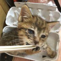 キキのかあさんさん