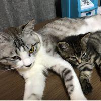 ここてる 会員画像