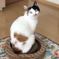 ラヴェルとクロエ 会員画像