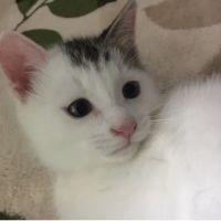 Chibi.Ayu 会員画像