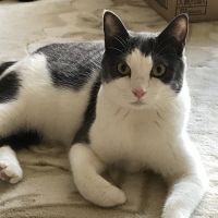 ひこざ 会員画像