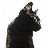 北信猫 会員画像