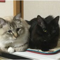 星ちゃんです 会員画像