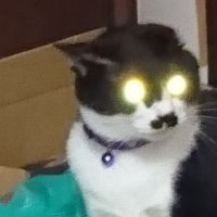 にしやんまさん
