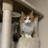 桜みけねこ 会員画像