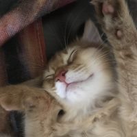 たばさねこさん