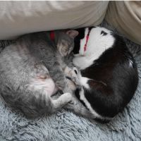 あずくる 会員画像