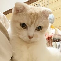 はるかなちょ 会員画像