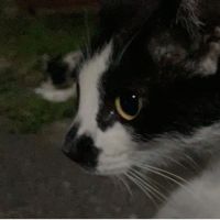 とまと太郎 会員画像