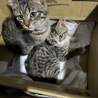 妃桜&纚生猫好き 会員画像