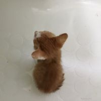 ゆで卵 会員画像