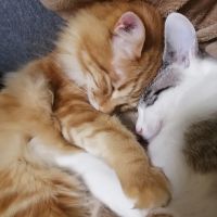 ちゃちゃりー 会員画像