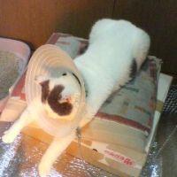 にゃんピーチ 会員画像