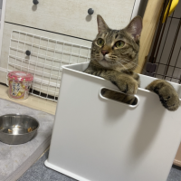 ややねこさん
