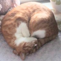 ねこまろん王国 会員画像