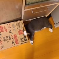 はちくん、クーサンさん