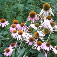 花ねこっこ 会員画像