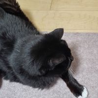 さくらのこ 会員画像