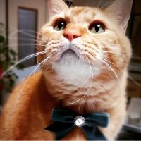 mint×9cat