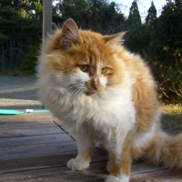 がくちゃん 会員画像