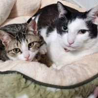 猫ジー 会員画像