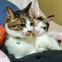 デブヒゲ猫さん