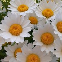 ロザリー 会員画像