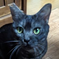 ミルポン太 会員画像