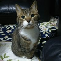 あんちょび 会員画像