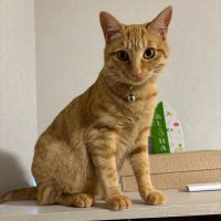 みどう　しおんさん