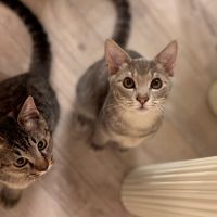 ぴぴきのこ 会員画像